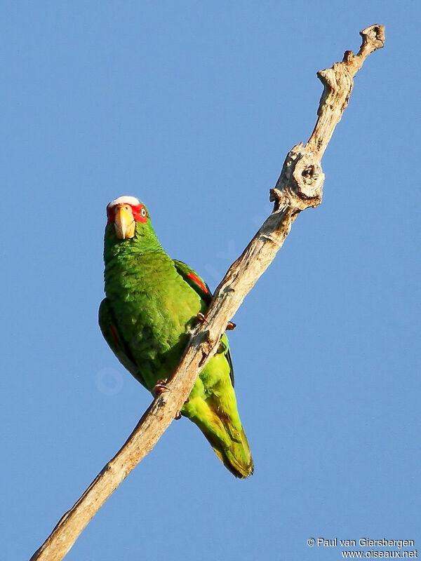 White-fronted Amazon