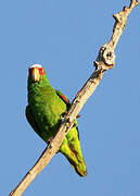 White-fronted Amazon