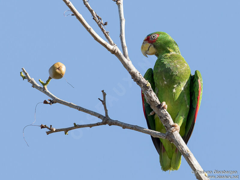 Amazone à front blancadulte