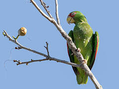 White-fronted Amazon