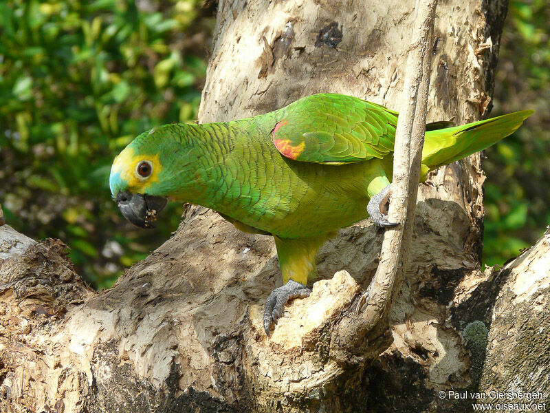 Turquoise-fronted Amazon