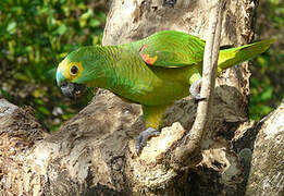 Turquoise-fronted Amazon