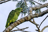 Amazone à front jaune