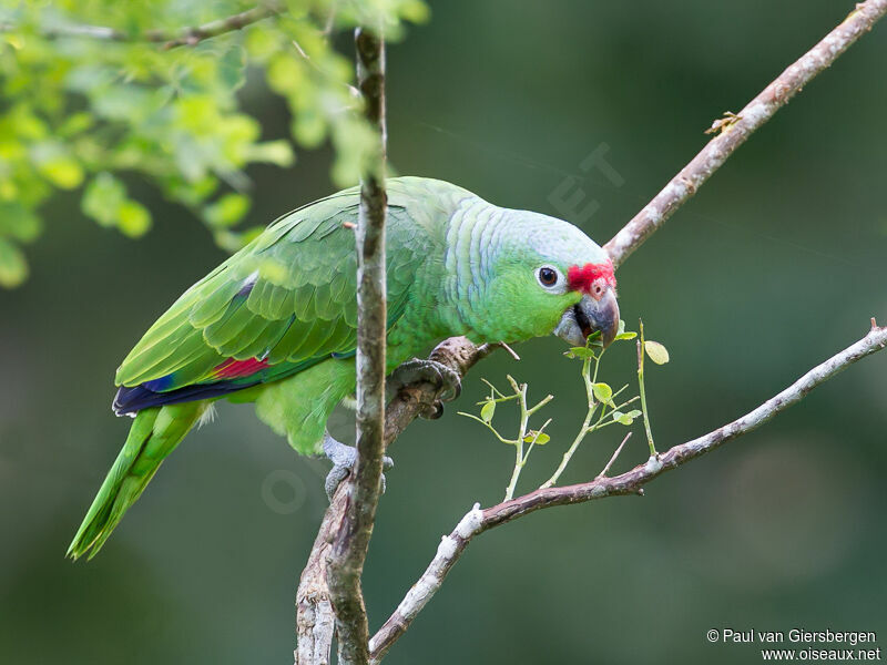 Amazone à lores rouges