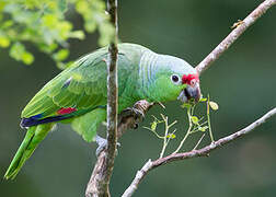 Red-lored Amazon