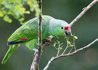 Amazone à lores rouges