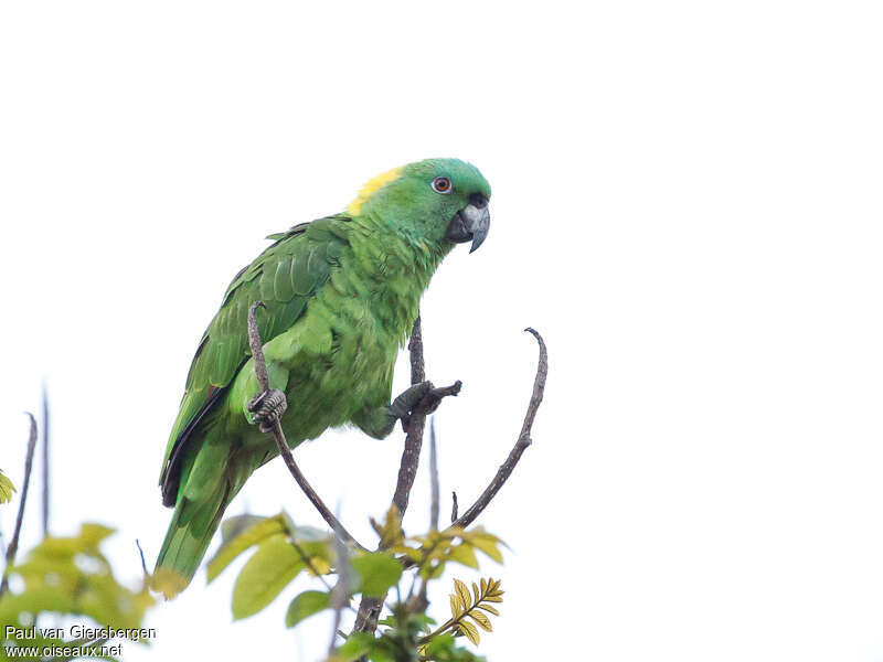 Yellow-naped Amazonadult, identification