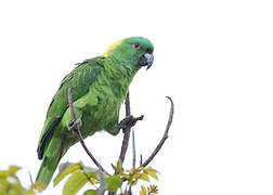 Yellow-naped Amazon