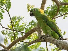 Yellow-naped Amazon