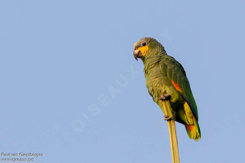 Orange-winged Amazonadult, identification