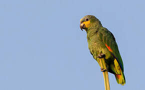 Orange-winged Amazon