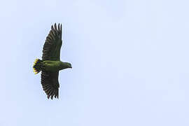 Scaly-naped Amazon