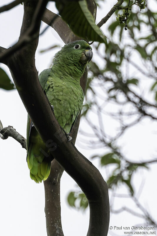 Southern Mealy Amazonadult