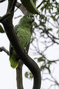 Southern Mealy Amazon