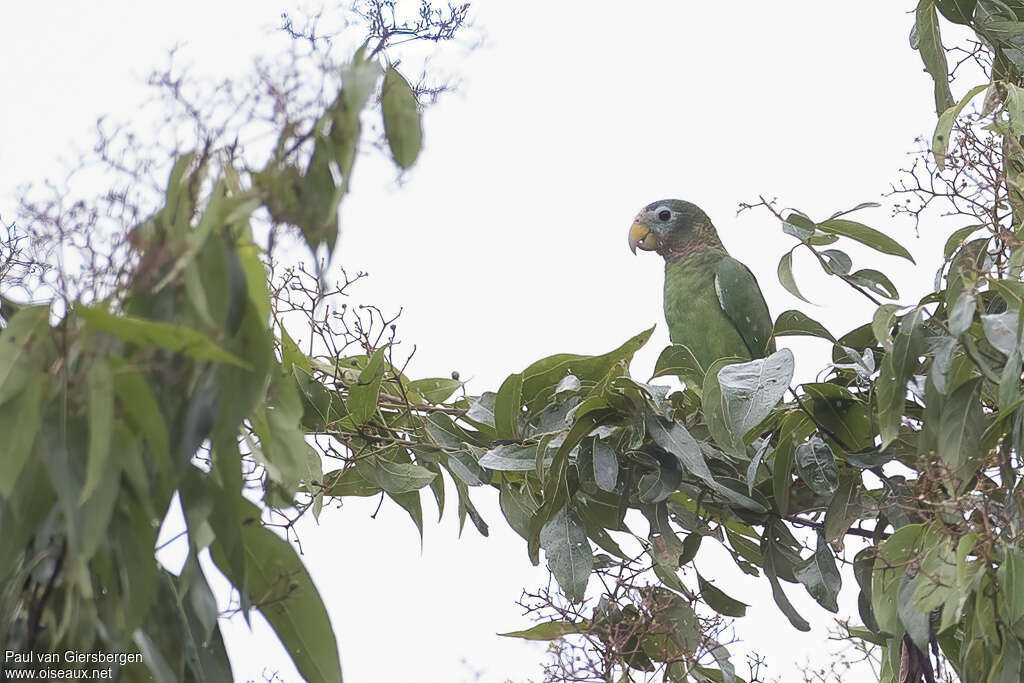 Amazone sasabéadulte, identification