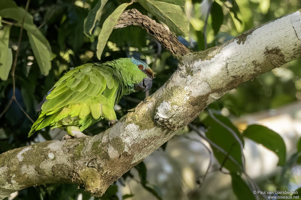 Amazone tavoua