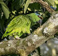 Amazone tavoua