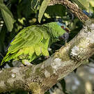 Amazone tavoua