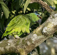 Amazone tavoua