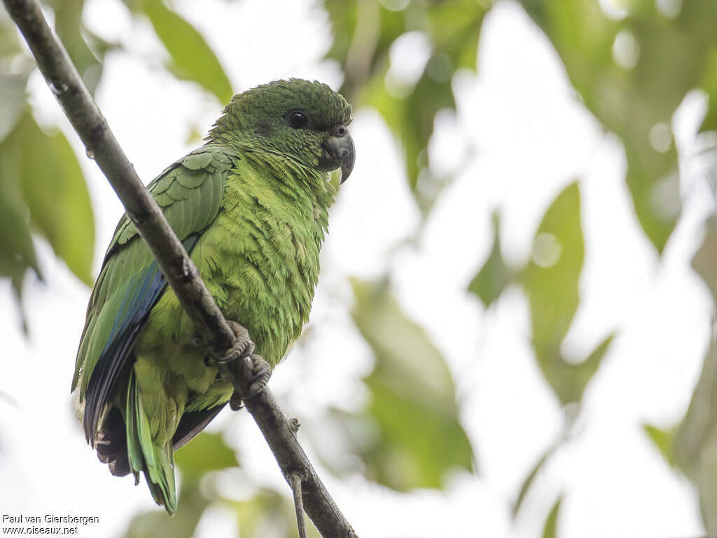 Black-billed Amazonadult, identification