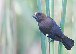 Thick-billed Weaver