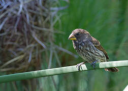 Thick-billed Weaver