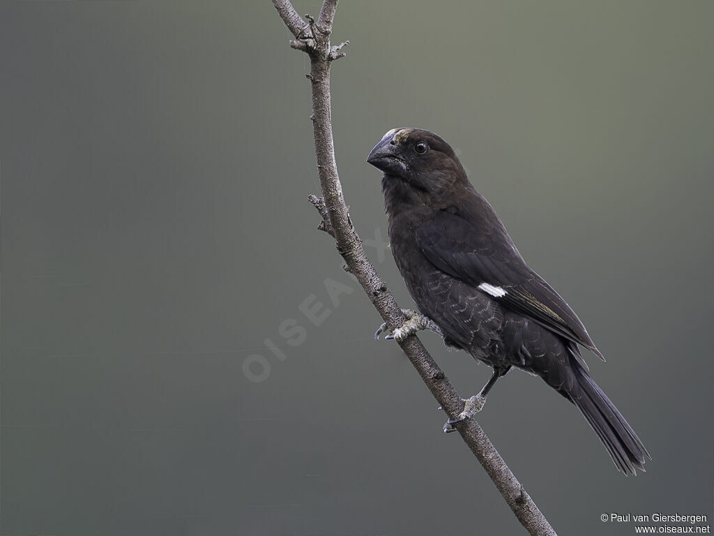 Thick-billed Weaver male adult