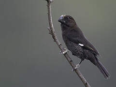 Thick-billed Weaver