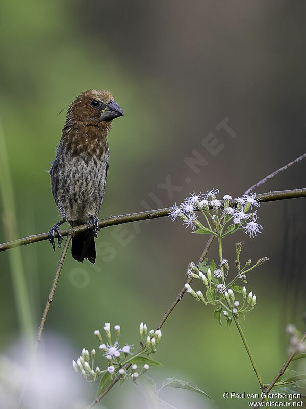 Thick-billed Weaver