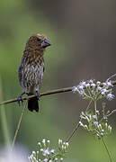 Thick-billed Weaver