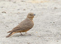 Rufous-tailed Lark