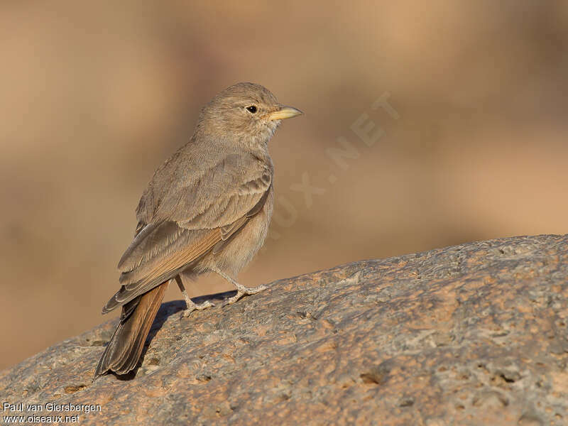 Desert Lark