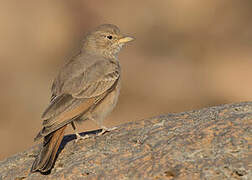 Desert Lark