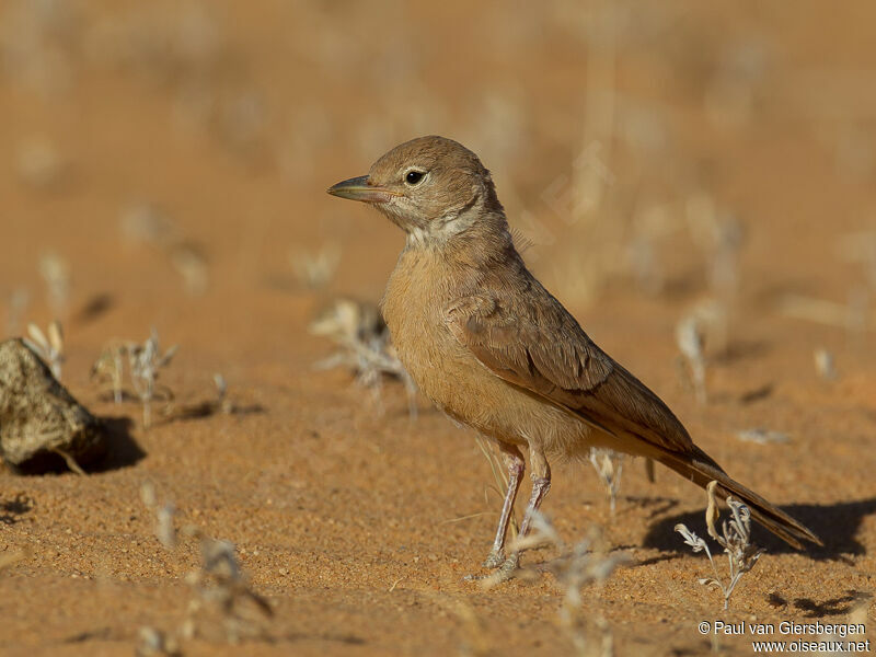 Desert Lark