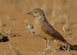 Desert Lark