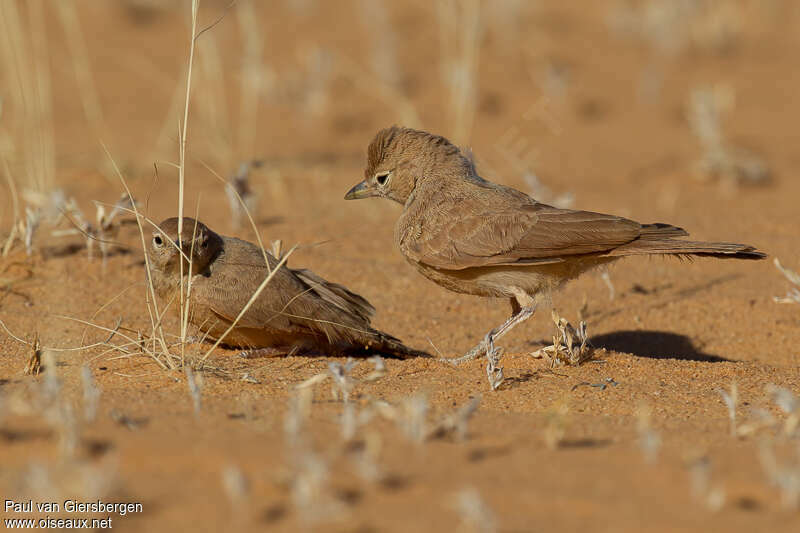 Desert Larkadult, Behaviour