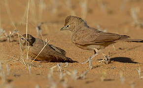 Desert Lark