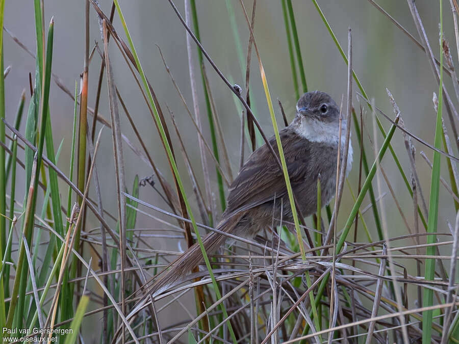 Grey Emutailadult, identification