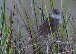 Grey Emutail