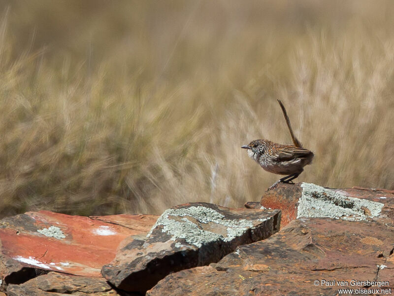 Short-tailed Grasswren