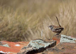 Short-tailed Grasswren