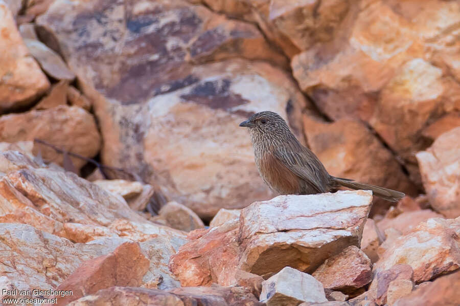 Kalkadoon Grasswren female adult, identification