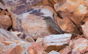 Kalkadoon Grasswren