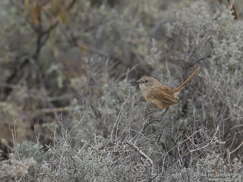 Thick-billed Grasswren