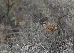 Thick-billed Grasswren