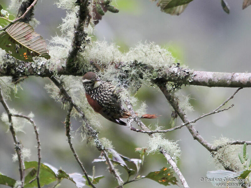 Pearled Treerunner