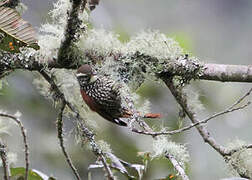 Pearled Treerunner