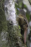 Black-billed Treehunter