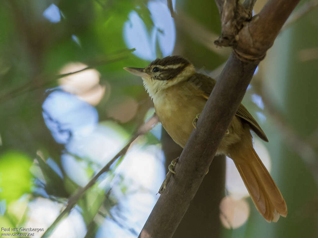 White-collared Foliage-gleaneradult, identification