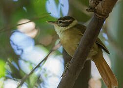 White-collared Foliage-gleaner